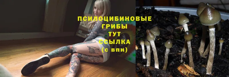 Псилоцибиновые грибы Magic Shrooms  Борисоглебск 